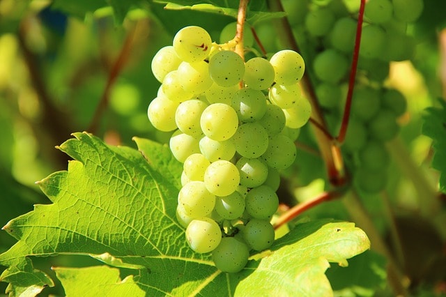 grapes-images