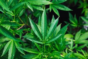 Medical Marijuana and Recreational Marijuana