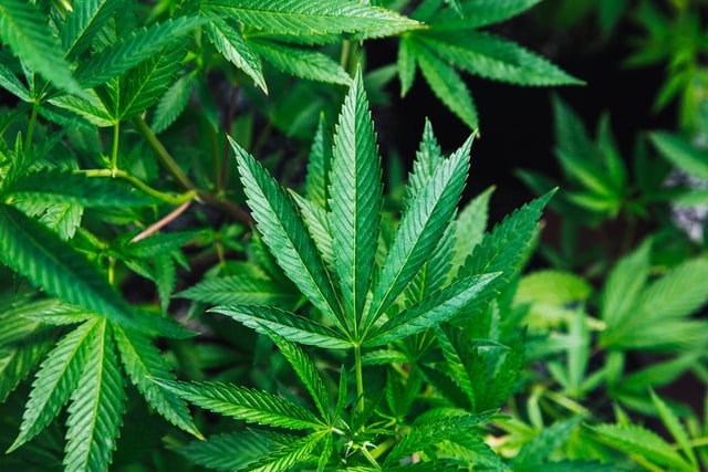 Medical Marijuana and Recreational Marijuana