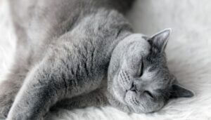 Why-Do-Cats-Sleep-So-Much